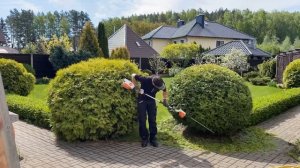 Шары из туй - стрижка туй [Минск, Беларусь]