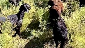 дахмарда айлок гусфанди хисори