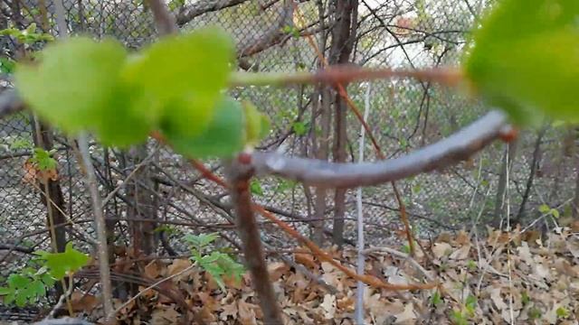 ЛОЖНОЩИТОВКА- ВРЕДИТЕЛЬ В САДУ/ КАК БОРОТЬСЯ смотреть онлайн