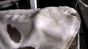 Болезни коров. Вливание в молочную вену. infusion into the mammary vein