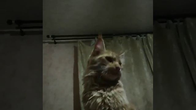 Кошка шипит как кобра Cat hisses like a Cobra смотреть онлайн