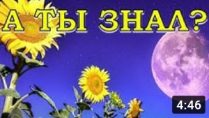 ЛУННЫЙ КАЛЕНДАРЬ-2018 для посева ЦВЕТОВ???