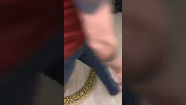 Распаковка огромного питона смотреть онлайн