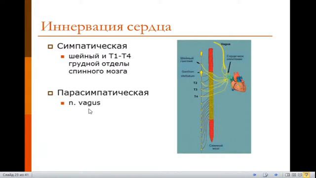 Анатомия сердечно-сосудистой системы.