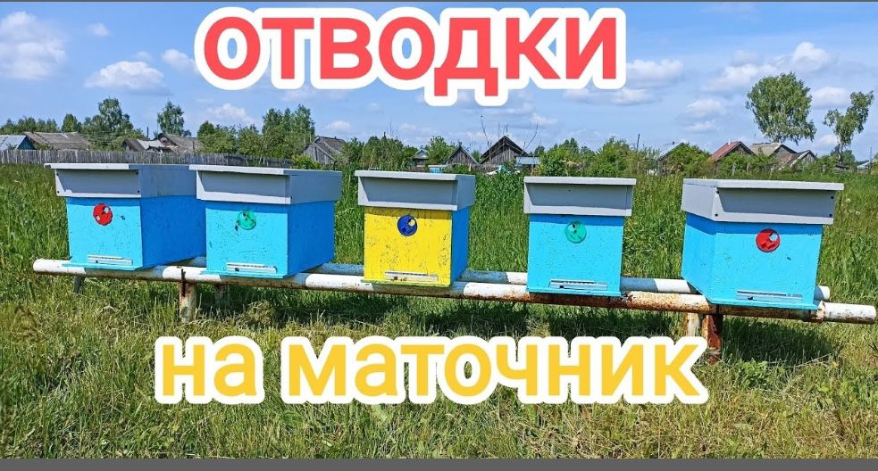 Отводки на маточник. Расширение пасеки. Пчеловодство!