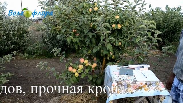 Яблоня сорта "Избранница" смотреть онлайн