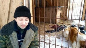 Московская сторожевая: плюсы и минусы