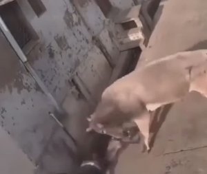 Бык решил развлечься