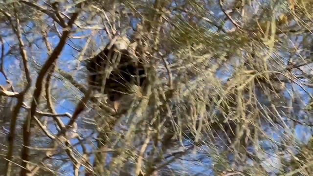 Carpet Python VS Grey Headed Fruit Bat - Snake Attack #wildlife