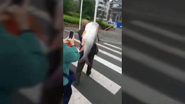 В Китае рыба пошла.. смотреть онлайн