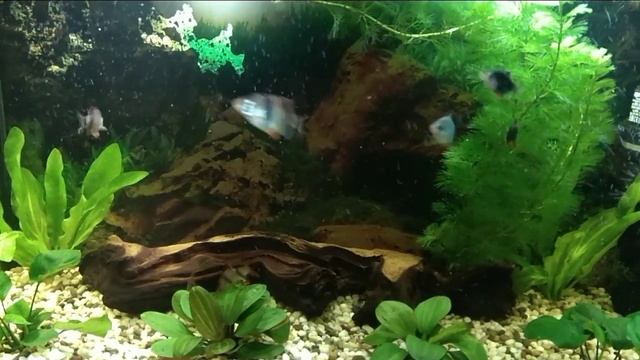 Кормим барбусов смотреть онлайн