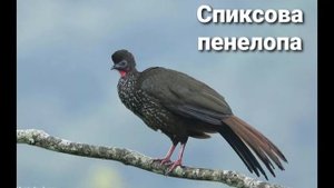 Птица кракс ( разновидности ) ?