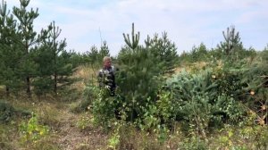 Профессиональная заготовка новогодней сосны