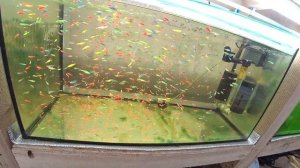 Разноцветные рыбки, пересаживаю туда сюда