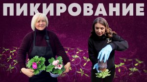 Пикирование, пикировка, пересаживание рассады - как это делать правильно? Советы от опытных дачников