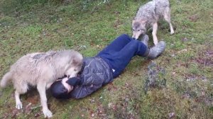 Нападение волков на девушку в лесу Прогулка с Гизмо и Атумом