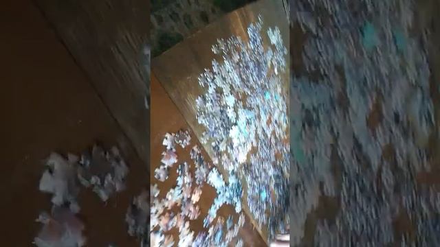 Собираем пазл Бенте Шлик волк 1000 деталей смотреть онлайн