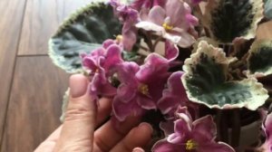 ЛФ-Пижамная Вечеринка. Знакомство с сортом.