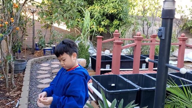 eating Japanese tangerine 🍊 смотреть онлайн