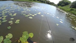 Супер наживка на Язя.