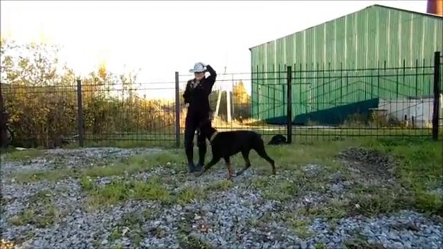 Доберман-Дартаньян ))) смотреть онлайн