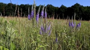 Вероника длиннолистная.