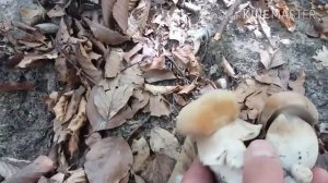 setas buenos. boletus reticulatus (aestivalis)