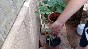 Transplantando geranio chino, plantas, abonando🥰😱