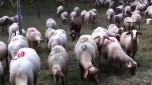 Après la pluie, le mouton