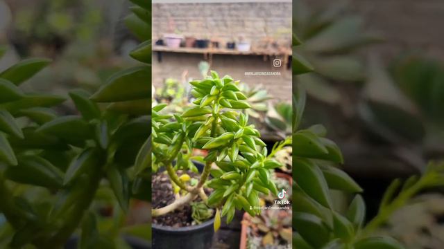 peperomias perfeitas смотреть онлайн