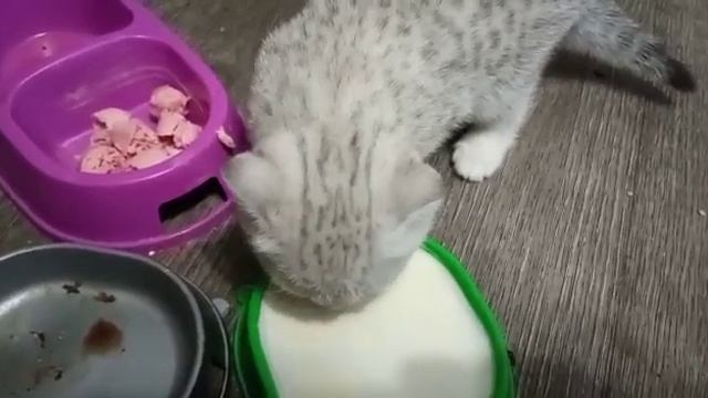 чем кормить котёнка в 1.5 месяца ??? смотреть онлайн