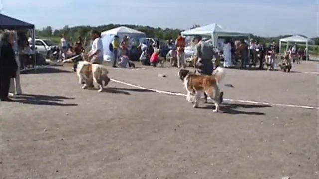 Монопородная выставка московских сторожевых, ранга КЧК. 17.06.2006
