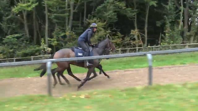 Jack Hobbs x Miss Mobot  - Gallops video