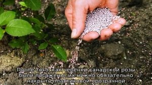 Роза Эксплорер