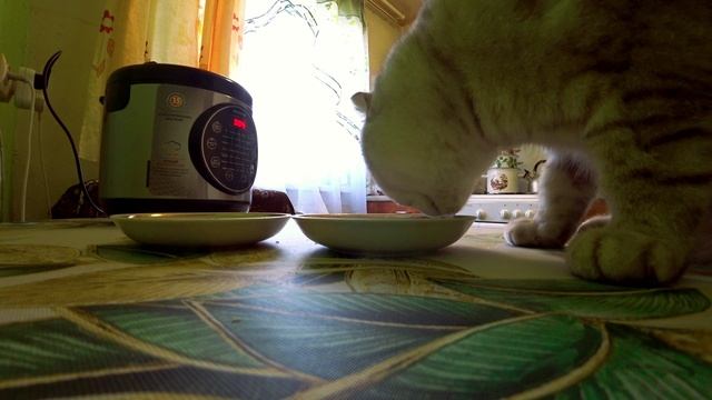 Котик, еда и мультиварка.