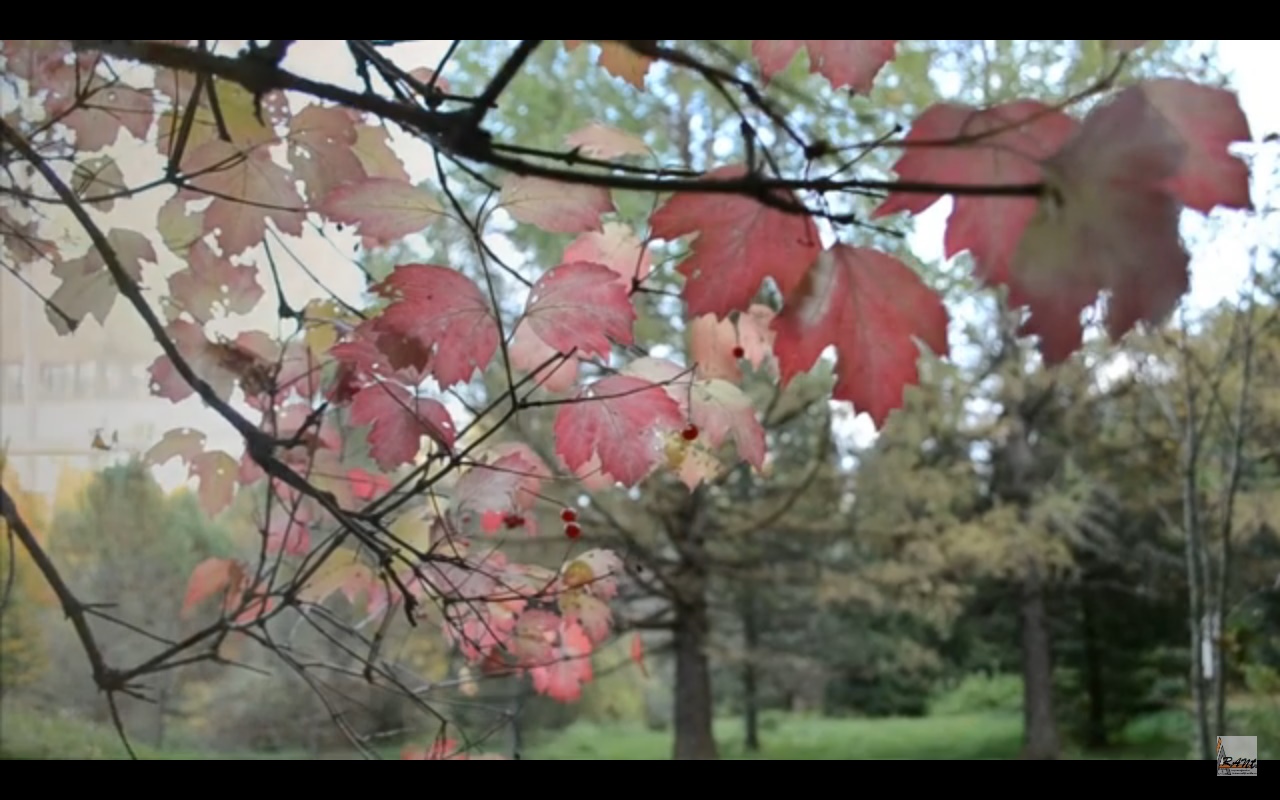 ПРЕМЬЕРА "СТРАННАЯ ФЕЯ.." слова,монтаж Лара Мурр, муз.,исп.Андрей Митрофанов, оркестр.Антон Карташёв