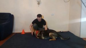 КАК НАУЧИТЬ НЕМЕЦКУЮ ОВЧАРКУ КОМАНДЕ КУВЫРОК |ДРЕССИРОВКА НЕМЕЦКОЙ ОВЧАРКИ КАК ДРЕССИРОВАТЬ НЕМЕЦКУ