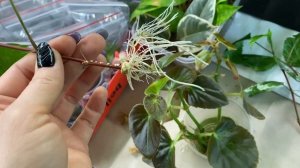 100% УКОРЕНИТЬСЯ ЧЕРЕНОК В ВЕРМИКУЛИТЕ | Весенние работы | ВЛОГ