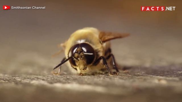 Bee Facts - All About Honeybees, Bumblebees and Queen Bees смотреть онлайн