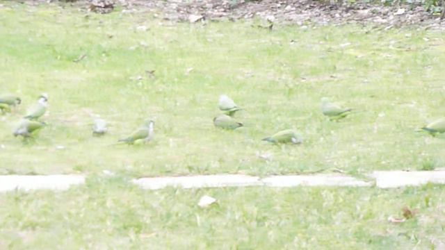 pappagalli ai Vivai Le Mura Roma смотреть онлайн