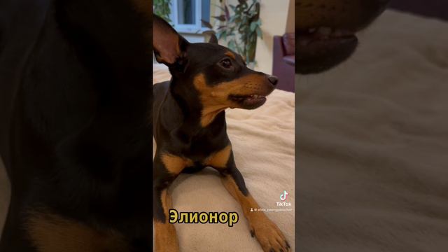 Цвергпинчер собака улыбка.Прикол собаки.Смешно собака #собакадругчеловека #цвергпинчер #рекомендаци смотреть онлайн