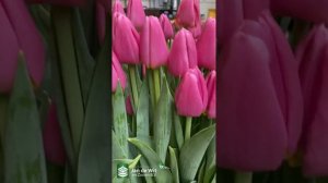 Livestream Tulip Trade Show 2023 - Pink and Purple - EN/RU