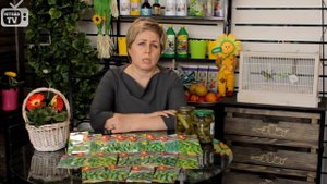 Засолочные сорта огурцов. Как выбрать высокоурожайные сорта огурцов для засолки?NOVA