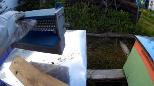 Сбор пыльцы на пасеке Михалыча!