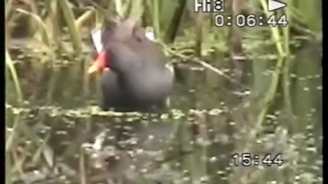 Камышница,или водяная курочка. смотреть онлайн