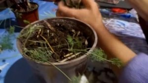 Пересадка укропа!