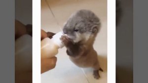 милые животные_18