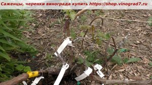 Прививка винограда- черным в зеленое, окулировка, в расщеп. 100% приживаемость пока. Пузенко Наталья