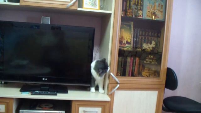 кот и прогресс смотреть онлайн