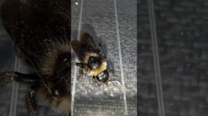 Bombus (psithyrus) rupestris, или скальный шмель кукушка.